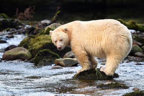 Rare White 'Spirit Bear' Hunting for Salmon in Canada