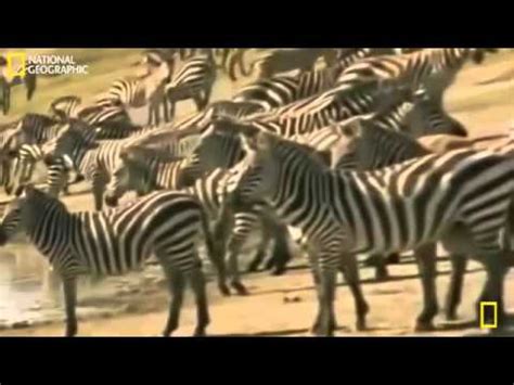 National Geographic Documentary Full 2015 - Lion vs Hyena Lion ...