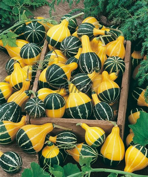 Ornamental gourds Pear Bicolor, seeds | SEMO