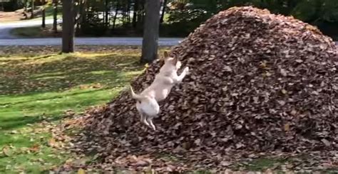 It's Fall, Ya'll: A Satisfying 60 Second Compilation Of A Dog Leaping Into Leaf Piles - borninspace