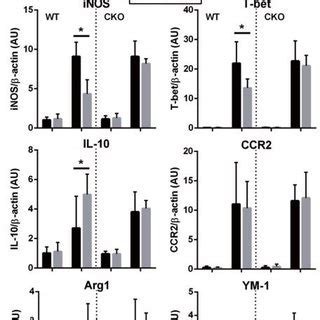 Gene expression profiles of CD11c + microglia and CD11c + dendritic... | Download Scientific Diagram