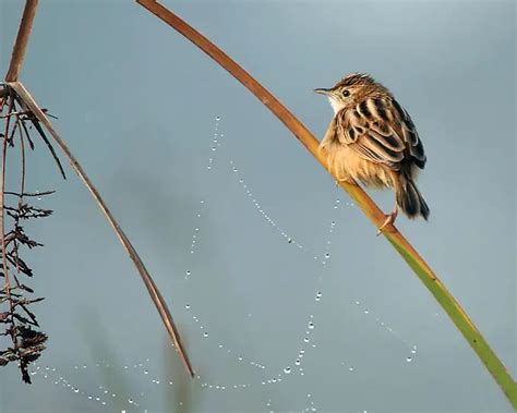 Zitting cisticola - Facts, Diet, Habitat & Pictures on Animalia.bio