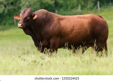 Santa Gertrudis Cattle Stock Photo 1250224426 | Shutterstock