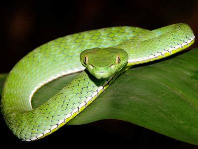 Vogel's Green Pit Viper - Trimeresurus vogeli