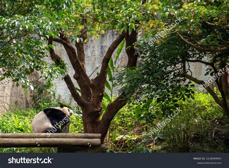 Sleeping Giant Panda Cute Baby Stock Photo 2238099963 | Shutterstock