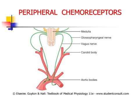 PPT - PHYSIOLOGY OF CONTROL OF BREATHING PowerPoint Presentation - ID ...