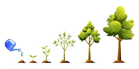 Tree growth and development stages cartoon illustration. Life cycle of ...