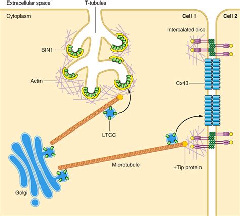 Cardiac T-Tubule Microanatomy and Function | Physiological Reviews