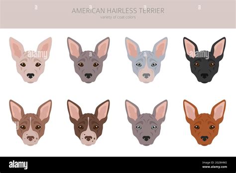 American hairless terrier all colours clipart. Different coat colors ...