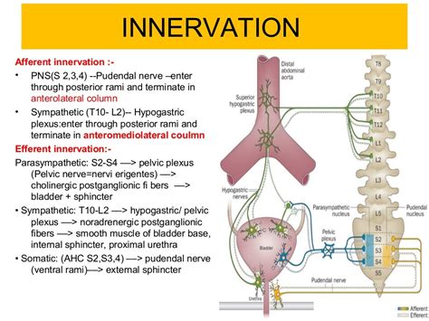 Neurogenic Bladder