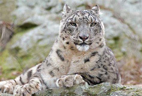 The Potential Role of Tibetan Monasteries in Snow Leopard Conservation - Conservation Articles ...