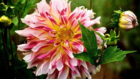 🔥 [70+] Dahlia Wallpapers | WallpaperSafari