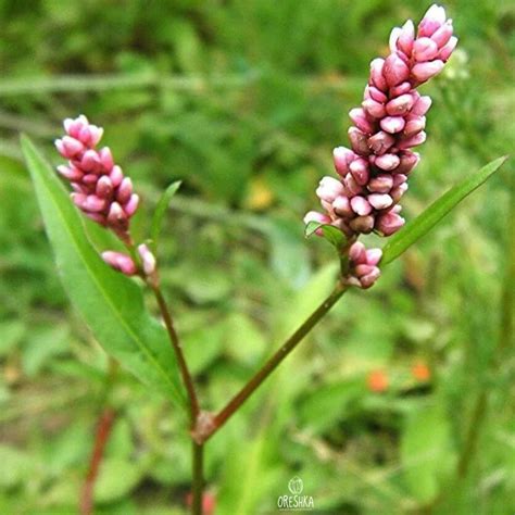 Polygonum persicaria fresh seeds, Persicaria maculosa | Oreshka seeds