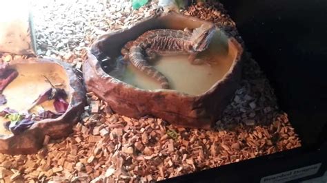 Bearded Dragon playing in the water dish - YouTube