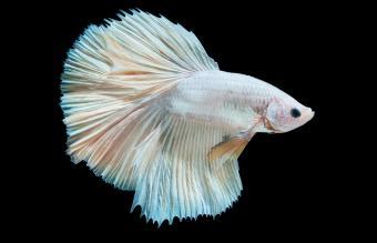 The Rarest Betta Fish: A Colorful & Comprehensive Guide | LoveToKnow Pets