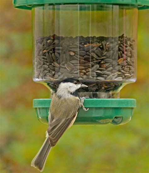 Carolina Chickadees at a clinging-bird feeder - FeederWatch