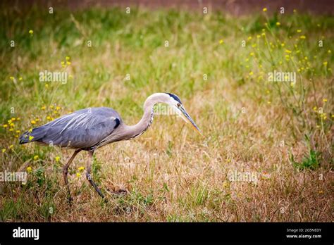 Grey egret hi-res stock photography and images - Alamy