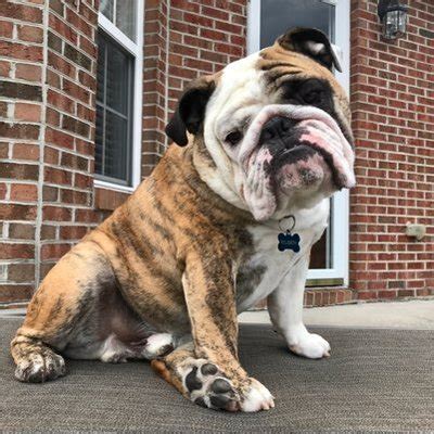 Reuben the Bulldog (@BulldogReuben) | Twitter