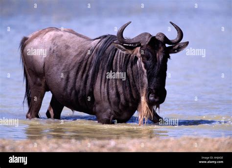 Wildebeest in Lake Magadi Ngorongoro Crater Stock Photo - Alamy