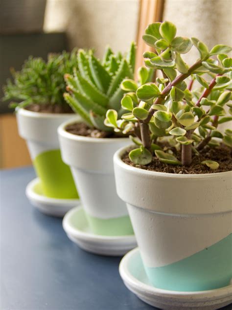 Growing Succulents Indoors | DIY