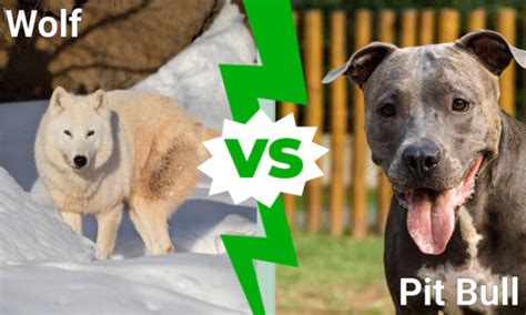 Pit Bull vs. Wolf: Which Bite is Stronger? - A-Z Animals