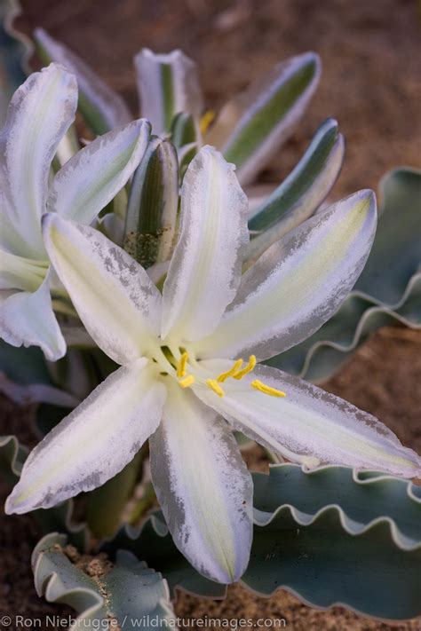 Desert Lily | Photos by Ron Niebrugge