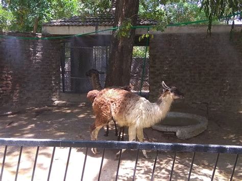 Lahore Zoo animals to enjoy cool drizzle in scorching heat