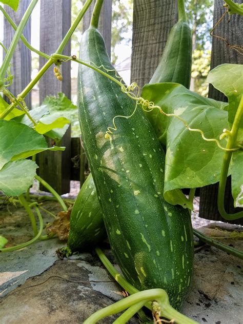 It’s Loofah Gourd Season, Folks – Garden & Gun