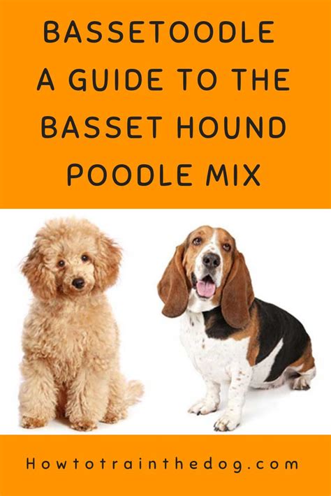 Bassetoodle - A Guide to the Basset Hound Poodle Mix | Miniature basset hound, Basset hound mix ...