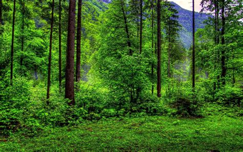 Green Forest Background - WallpaperSafari