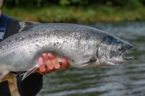 Coho Salmon - Fishmasters.com