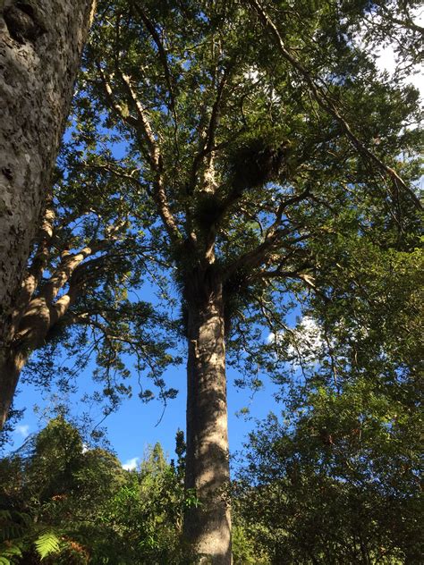 Native Kauri trees of New Zealand | Tree, Kauri tree, Plants