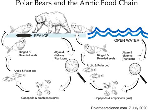 10 fallacies about Arctic sea ice & polar bear survival refute misleading ‘facts’ | polarbearscience