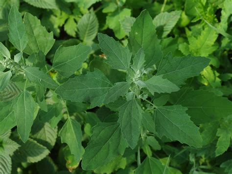 Common Lambsquarters | College of Agriculture, Forestry and Life ...