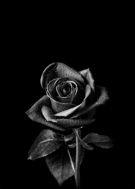 Black Roses Art Print by UrbanWallArts - X-Small | Black roses ...