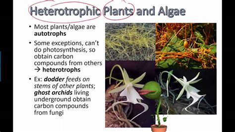 Heterotrophic Plants and Algae (IB Biology) - YouTube