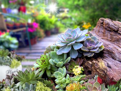 Succulent Garden Design: Planning, Growing And Care Of Succulent Garden Plants