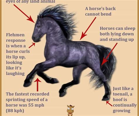 Amazing horse facts [infographic] | The Farrier Guide