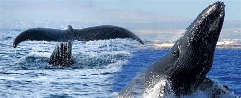 Oahu Whale Watching Cruises - Hawaii Discount