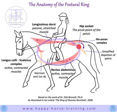 The engagement of the horse's postural ring is characterised by a particular muscular and ...