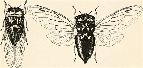 Forensic Entomology - Crime Museum