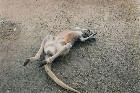 Sleeping Kangaroo