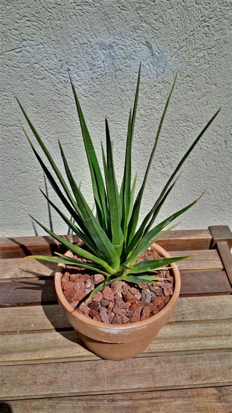 View topic - Dracaena cinnabari seedling growth • Agaveville