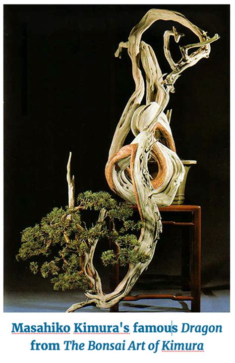 Dragon! | Bonsai Bark