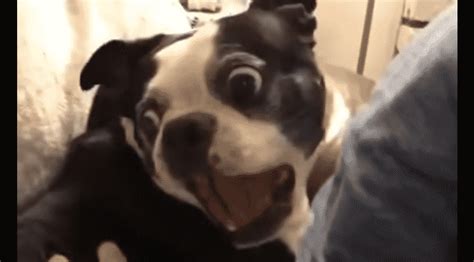 Screaming Dog is the Best Dog Video you Will EVER SEE