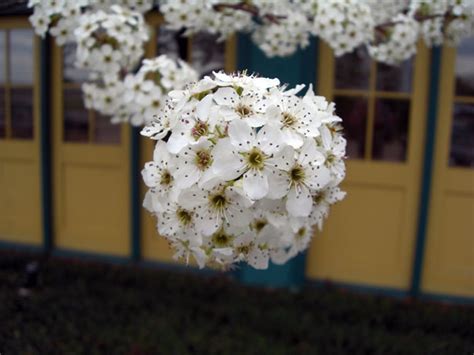 Dogwood Flowers Free Stock Photo - Public Domain Pictures