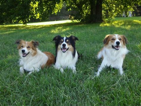 Welsh Sheepdog - Dog Breed Standards