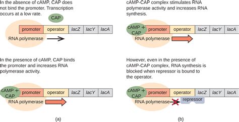 11.7: Gene Regulation: Operon Theory - Biology LibreTexts