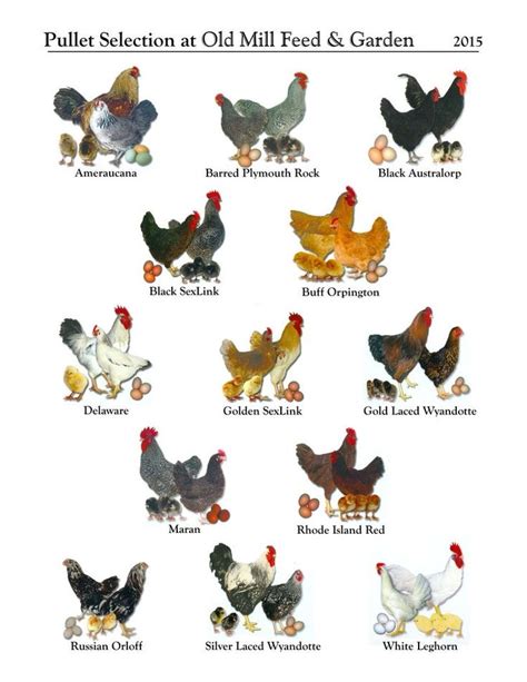 Pin by Heather Carner on kitchen | Chicken breeds chart, Chickens ...