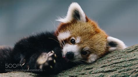 Photos of Red Pandas Slacking Off That Are Really Cute - 500px